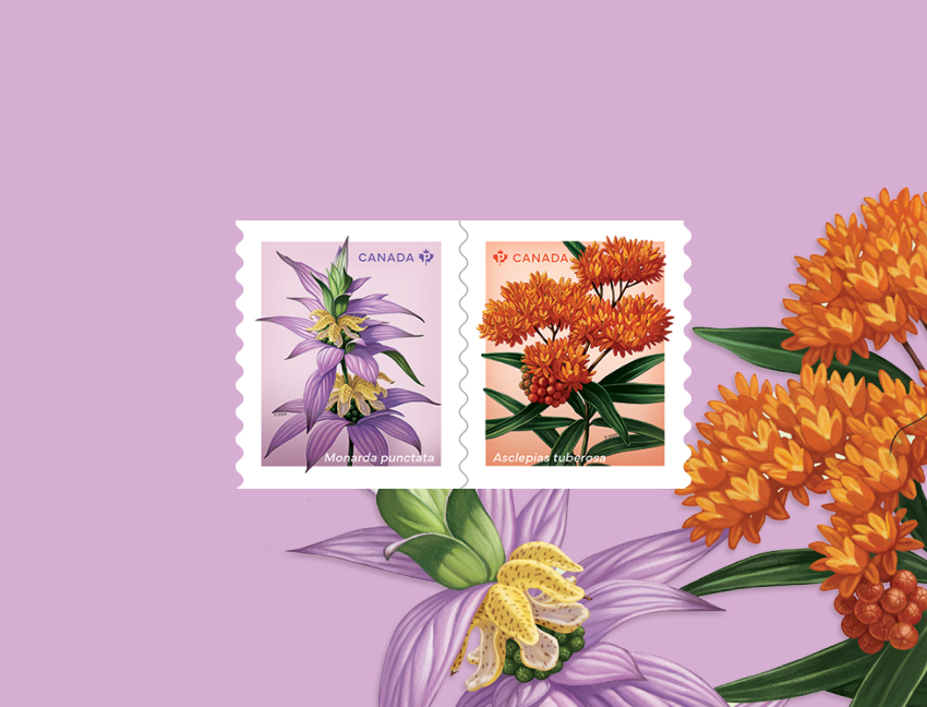La nouvelle émission de timbres floraux illustre 2 fleurs sauvages indigènes : l’asclépiade tubéreuse (Asclepias tuberosa) et la monarde ponctuée (Monarda punctata)